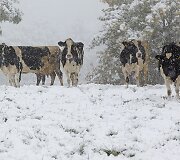 Vokietijos rytuose i&scaron;krito pirmasis &scaron;io sezono sniegas