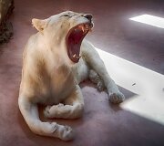Žiovaujanti liūtė Ukrainos zoologijos sode