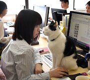 Nuo streso Japonijos darbuotojus gelbsti biuruose gyvenantys katinai