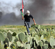 Protestuojantis palestinietis kaktusų lauke