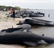 Naujojoje Zelandijoje į krantą i&scaron;mesta &scaron;imtai negyvų delfinų