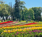 Pakruojo dvaro pavasario gėlių festivalis