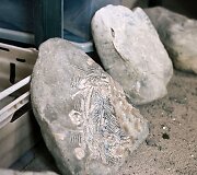 Mėgėjas fosilijų medžiotojas rastą 2 metrų ilgio fosiliją suskaldė į 300 dalių ir parsigabenęs namo vėl ją suklijavo