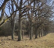 Vilky&scaron;kių ąžuolų alėja