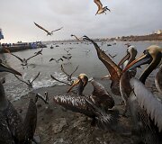 Geriausios metų gyvūnų nuotraukos