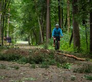 Nuvirtę medžiai Vingio parke