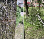 V.Krėvės pr. Kaune specialiai sužaloti medžiai