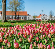 Pakruojo dvaro sode pražydo vėlyvosios tulpės