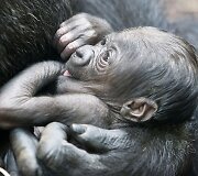 Gorilos kūdikis Vokietijos zoologijos sode