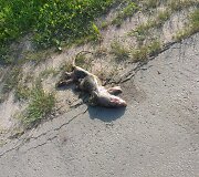 Koks čia gyvūnas?