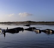 Negyvi bangininiai delfinai Naujojoje Zelandijoje