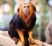 Akimirka i&scaron; &bdquo;Zoopark&ldquo; gimtadienio