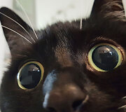 Katė Zelda 