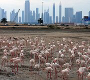 Vieninteliame Dubajaus pelkyne gyvenantys Flamingai
