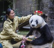 Kinijoje gyvenanti didžioji panda Basi &scaron;ventė 35 metų gimtadienį