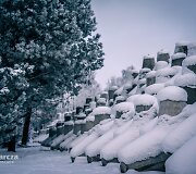 &bdquo;Drakono dantys&ldquo;, skirti Lenkijos pasieniui apsaugoti