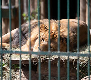 Lietuvos zoologijos sodo 82-asis sezono atidarymas