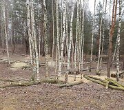 Pjaunami medžiai Pilaitės Priegliaus g.