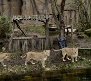 Kasmetinis gyvūnų sura&scaron;ymas Londono zoologijos sode