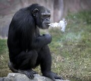 Rūkanti &scaron;impanzė &Scaron;iaurės Korėjos zoologijos sode
