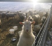 &bdquo;Tautmilės prieglaudose&rdquo; prieglobstį randa tiek laukiniai gyvūnai, tiek naminiai gyvuliai. &bdquo;Tautmilės globa&rdquo; nuotr.