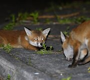 Fotografo užfiksuoti priemiestyje laiką leidžiantys lapių jaunikliai Tainmute