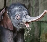 Vokietijos zoologijos sode pristatytas prie&scaron; 4 dienas gimęs drambliukas
