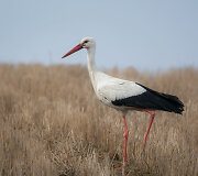 Baltasis gandras