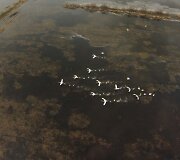 Pavasario potvynis pamaryje