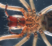 10. Tegenaria agrestis &ndash; kampavoris