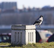 Pavasari&scaron;kai saulėta diena Vilniuje