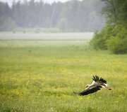 Lietus gaivina gamtą ir merkia praeivius