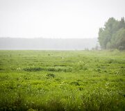 Lietus gaivina gamtą ir merkia praeivius