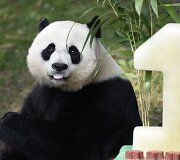 Va&scaron;ingtono zoologijos sodas &scaron;venčia pandos gimtadienį