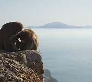 Gibraltaro kalno beždžionės &ndash; vienintelės, gyvenančios laisvėje visoje Europoje.
