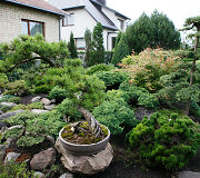 Bonsai oazė Kęstučio Ptakausko namuose
