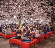 Kiote žydinčios sakuros sutraukia minias japonų ir turistų