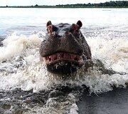Hipopotamas