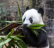 Kinijoje gyvenanti didžioji panda Basi &scaron;ventė 35 metų gimtadienį