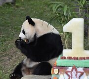 Va&scaron;ingtono zoologijos sodas &scaron;venčia pandos gimtadienį
