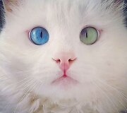 10 tūkst. sekėjų tinkle &bdquo;Instagram&ldquo; turinti katė Alos