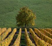 Rudens spalvomis dažosi Europos gamta