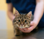 PetCity katė