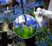 Fotografės Gretos Skaraitienės objektyve mėlynai pražydusios sibirinės scylės Bernardinų kapinėse