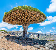Sokotra