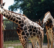 Naujoji žirafų pora Lietuvos zoologijos sode &ndash; senbūvis Gudrutis ir naujokas Nafaris