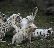Baltojo tigro jaunikliai žaidžia su mama Peru zoologijos sode