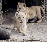 Liūto jaunikliai Hopenhagos zoologijos sode (2013 m. liepos mėn.)