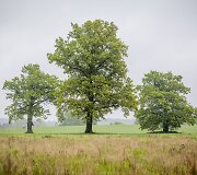 Lietus gaivina gamtą ir merkia praeivius