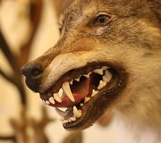 Žagarės dvare &ndash; trofėjų paroda su lapių medžioklės imitacija
